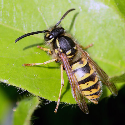 avispa piscina