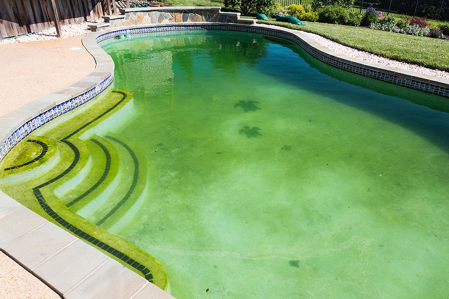 piscina verde en casa
