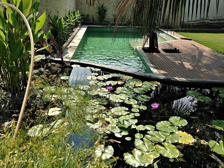 Piscina natural con plantas acuáticas, flores de loto